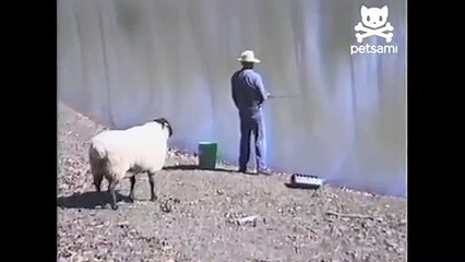 Angry sheep rams into unsuspecting fisherman