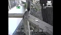 Psycho squirrel attacks innocent bystander