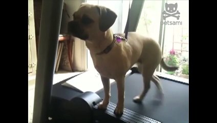 Puggle works out without breaking a sweat
