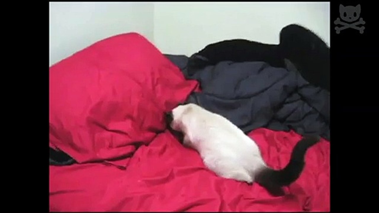 cat has cat like reflexes