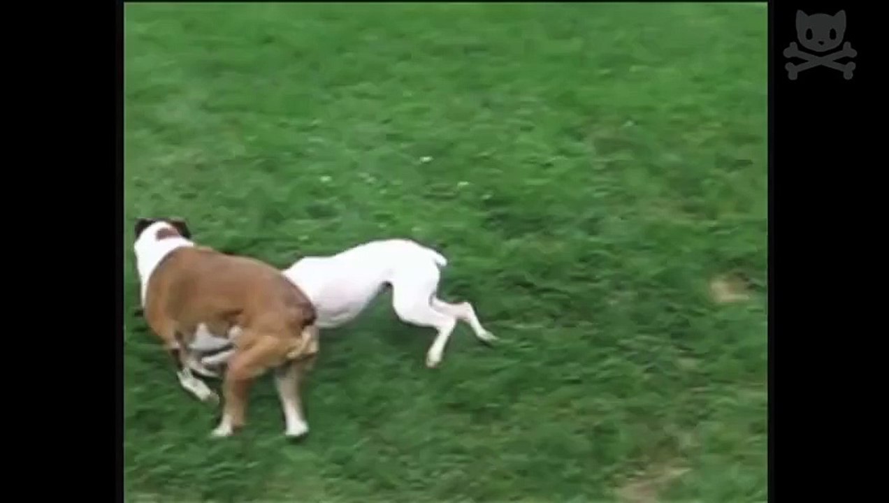 dog gets bummed out