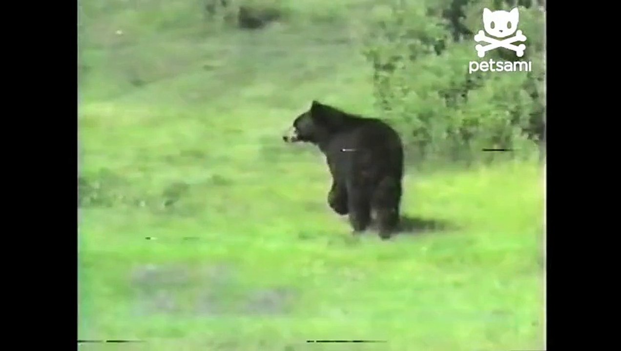 Huge bear is a scaredy cat