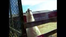 Furious Llama spits at tourists