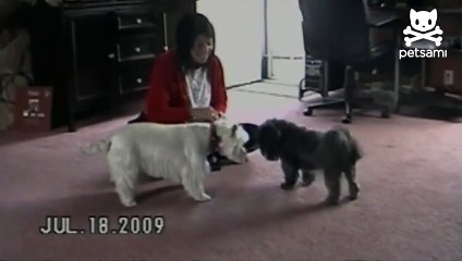 Attention seeking dog rolls over and over