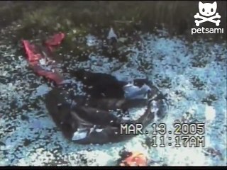 Dirty dog leaves messy trail