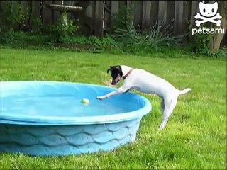 Careful canine reaches for ball