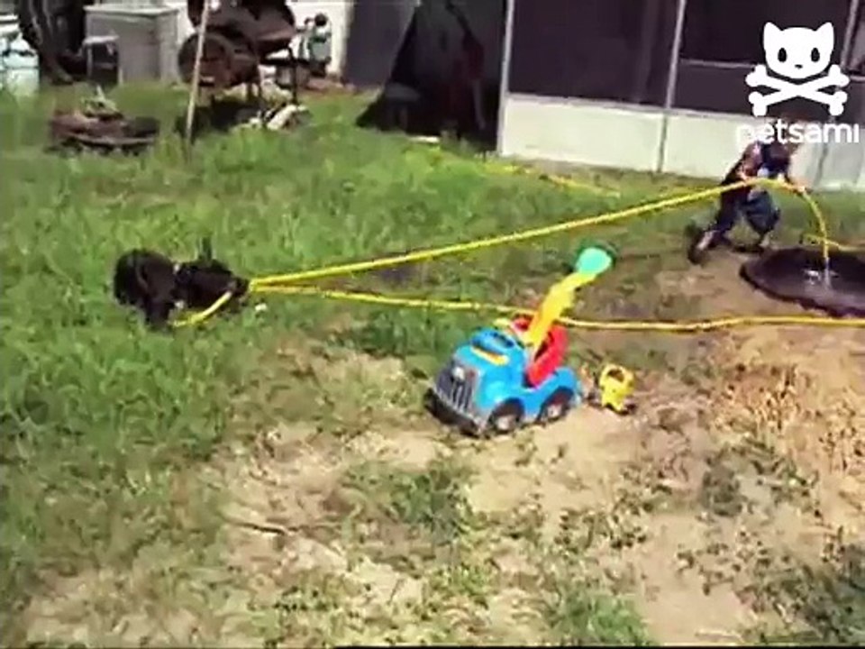 Devilish dog pulls boy into puddle