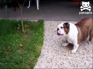 Thirsty bulldog gets shot with water gun