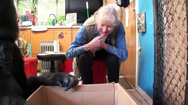 Koko la gorille et les chatons