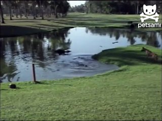 Daring dog stands up to a crocodile