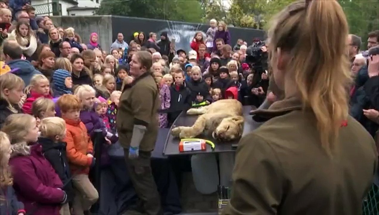 La dissection d'un lion en public dans un zoo danois provoque une polémique