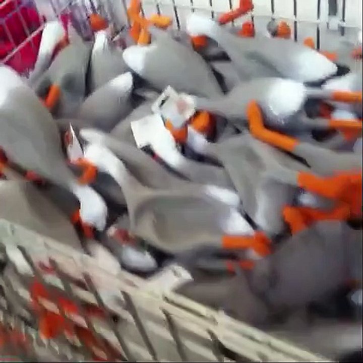 duck army Vines compilation