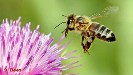 Top 10 Most Intelligent Animals