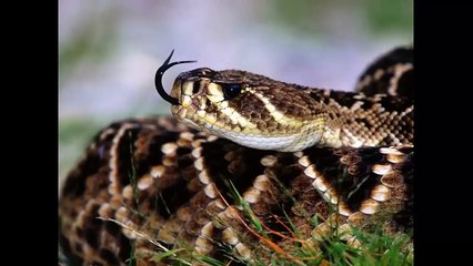 Top 10 Most Venomous Snakes in the World 2014