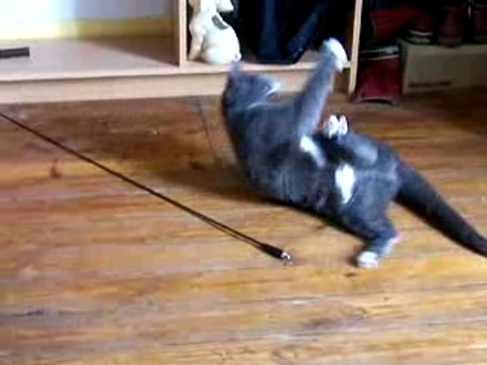 Tourne le chat Luna