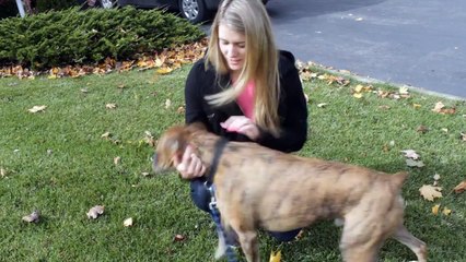 ZaidAliT-Dog Fighting(FUNNY CLIP)