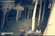 Mira como este leopardo ataca a un perro