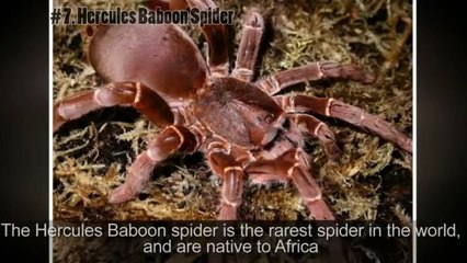 WORLDS BIGGEST SPIDERS - TOP 10
