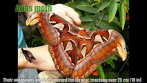 TOP 10 WORLDS BIGGEST AND LARGEST INSECTS