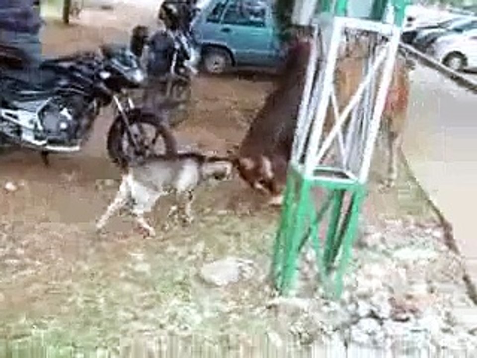animal fight video