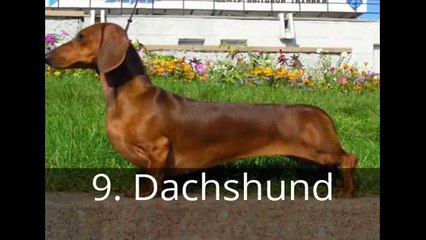TOP 20 MOST AGGRESSIVE SMALL DOG BREEDS IN THE WORLD