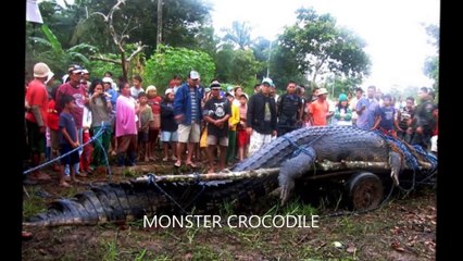 WORLDS BIGGEST ANIMALS