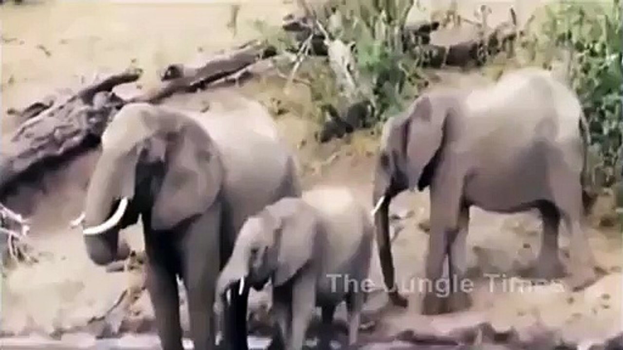 THE Crocodile Attacked Elephant's trunk AND FIGHTING EACHOTHER