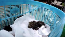 Orphaned kittens rescued after being stuck in exhaust vent get their nine lives back