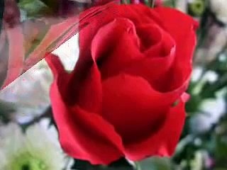 دورا بندلي - وردة حمرا