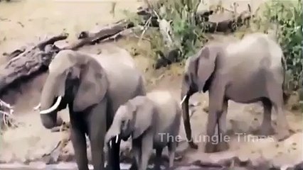 Crocodile Attacked Elephant's trunk Very Special Video