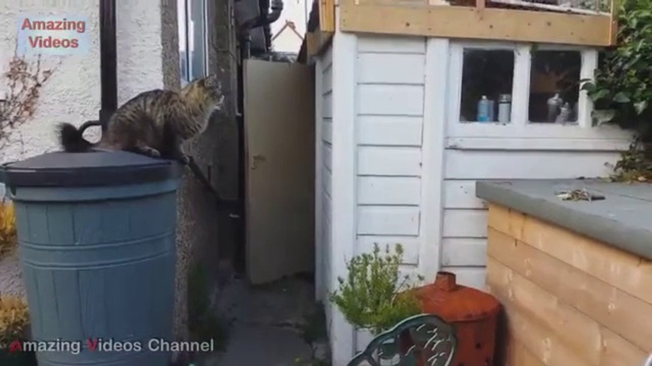 Funny Cats Jump Fail 2015