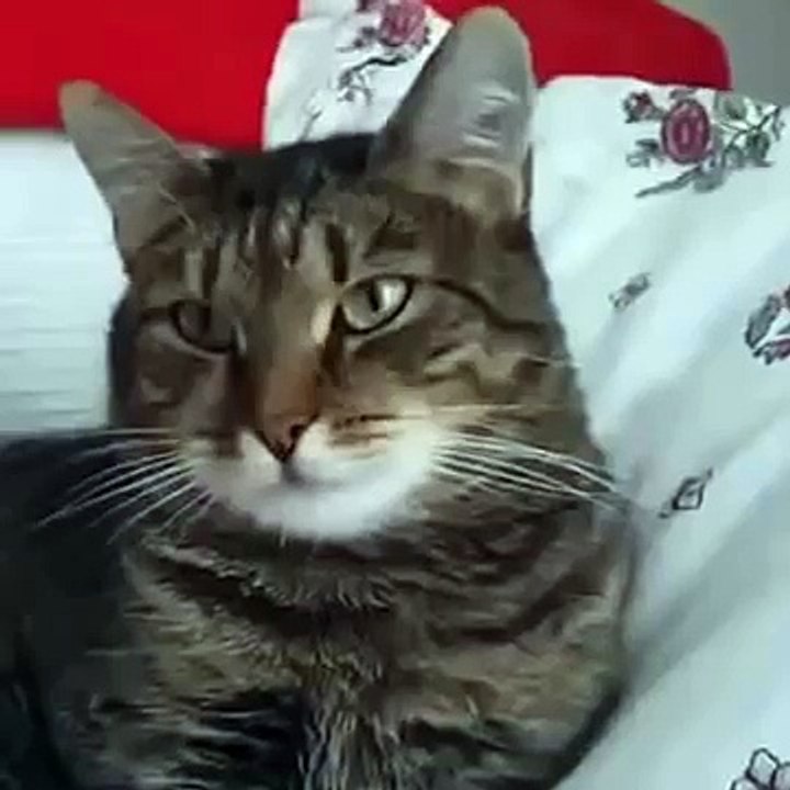 Кот охренел от петуний