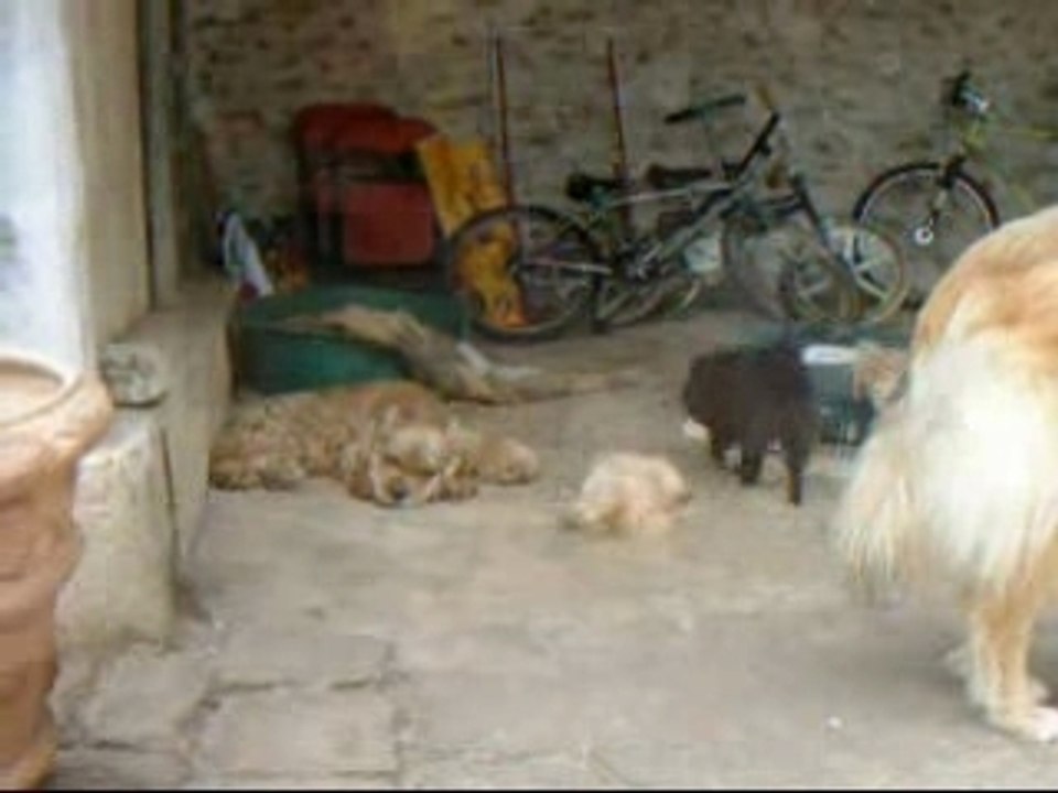 Chiens