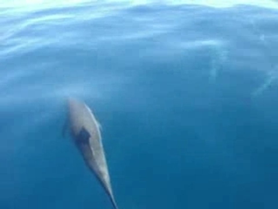 Dauphins mayotte