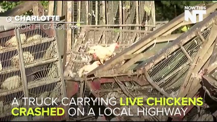 Truck Carrying Live Chickens Crashes