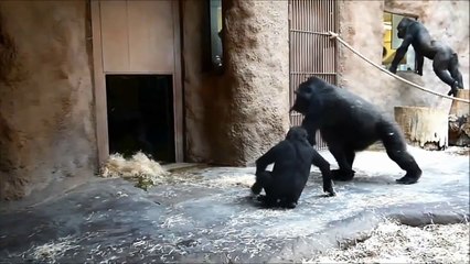 Two Leg Walking Gorilla THUG LIFE