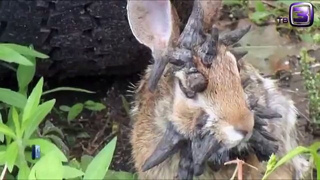 Кролик мутант снят на видео в США