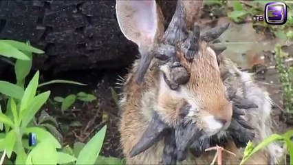 Кролик мутант снят на видео в США