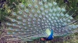 Peacock Beauty Must You Like _ Sonu HD Songs