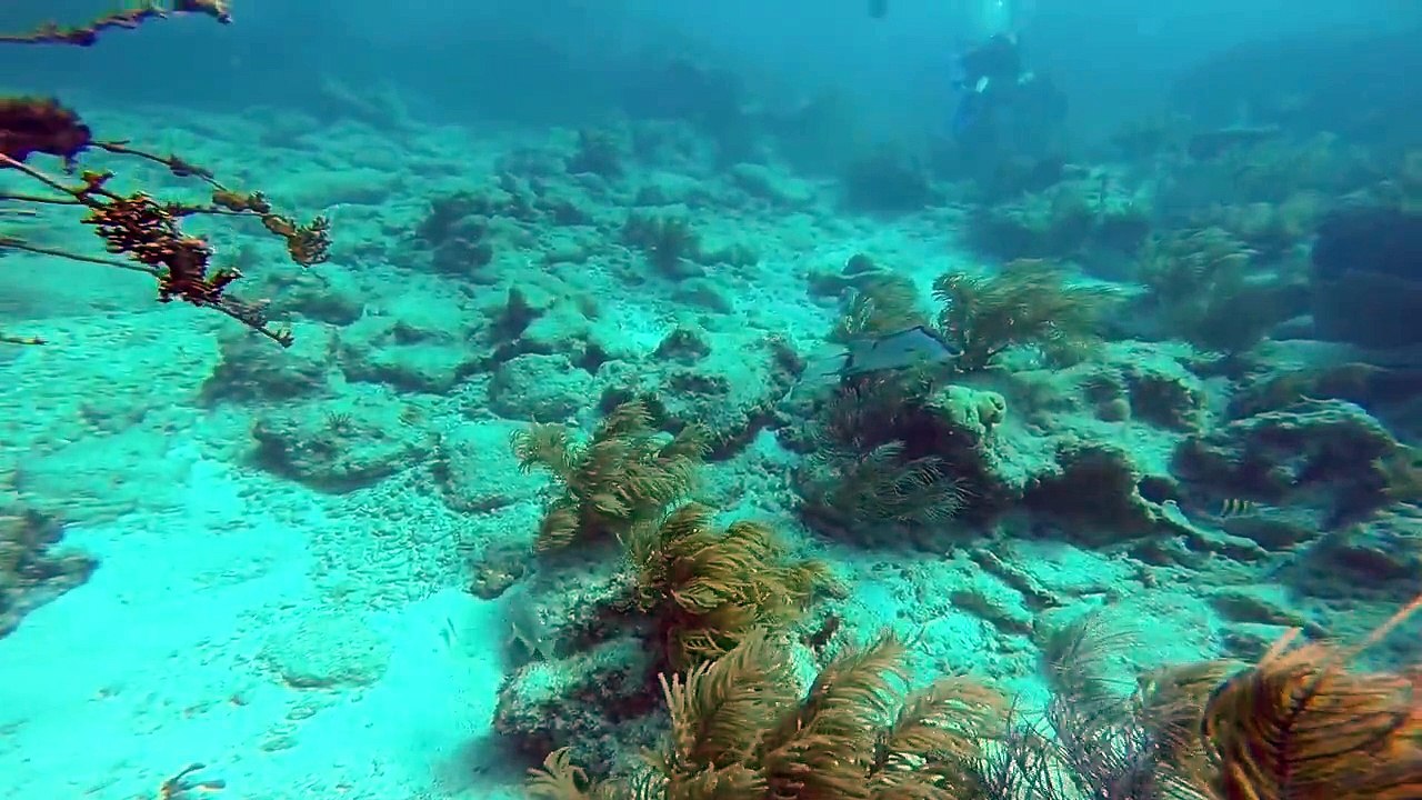 The Jetty: A Documentary