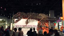 Tiny Saurolophus Dinosaurs Discovered In Mongolia’s ‘Dragon’s Tomb’