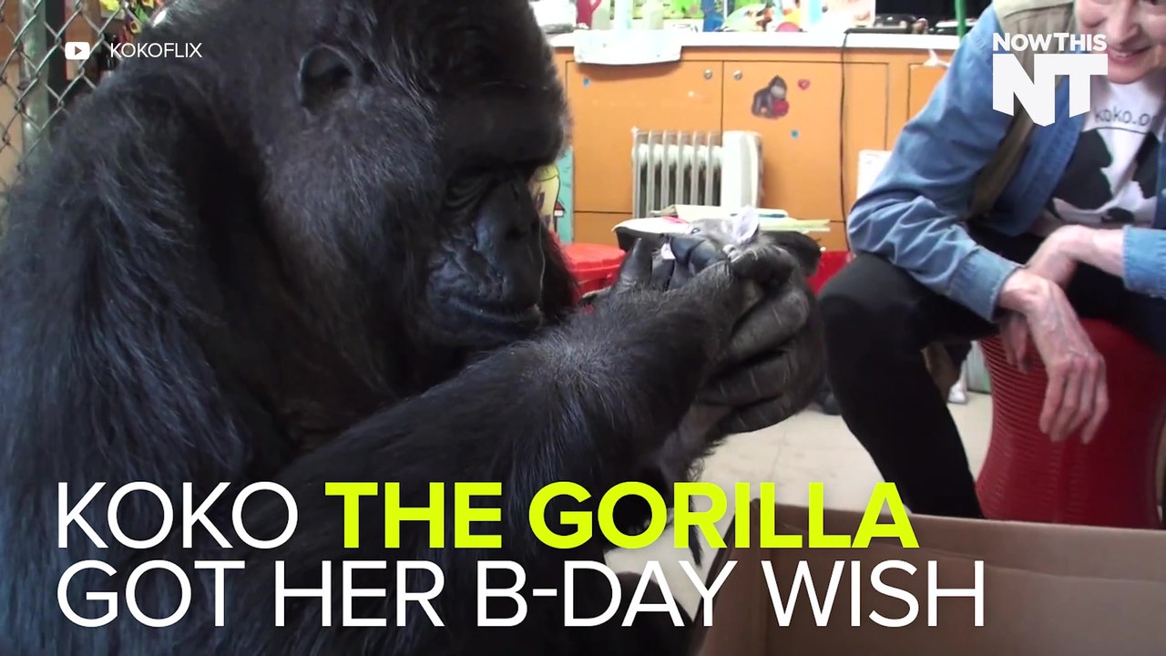 Koko The Gorilla Adopts Baby Kittens