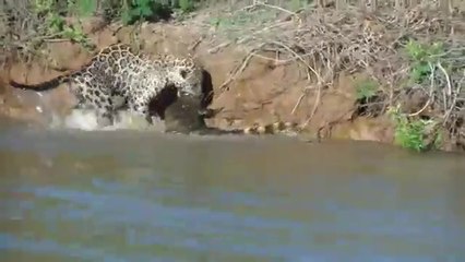 Un jaguar attaque un caïman aussi gros que lui