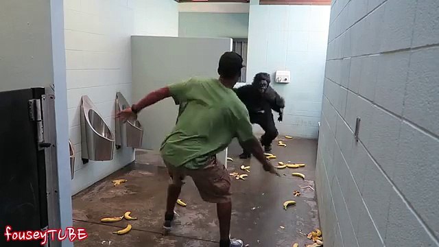 ESCAPED GORILLA BATHROOM PRANK!