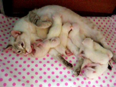 Улёт! - Кошка говорит Чужих котят не бывает!