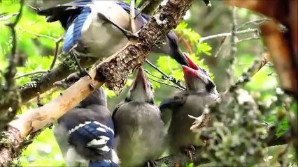 3 Three Baby Blue Jays 🐦