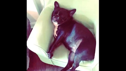 French Bulldog Sleeps With Eyes Open And Tongue Hanging Out