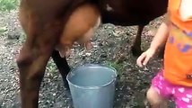 واہ کیا بات ھے اس بچی کو گائے کا دودھ نکا لنے کا طریقہ چیک کریں cow milk - Funny Videos For Latest