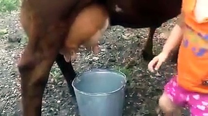 واہ کیا بات ھے اس بچی کو گائے کا دودھ نکا لنے کا طریقہ چیک کریں cow milk - Funny Videos For Latest
