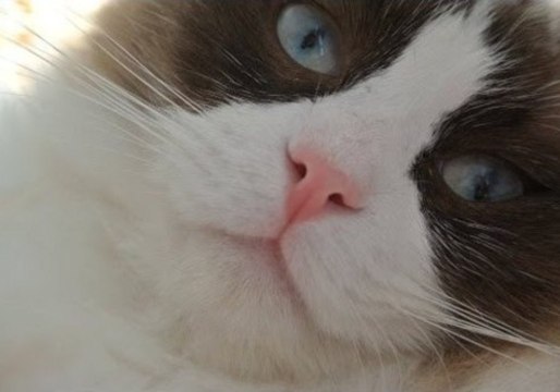 Timo the Cat Loves to Hunt Birds